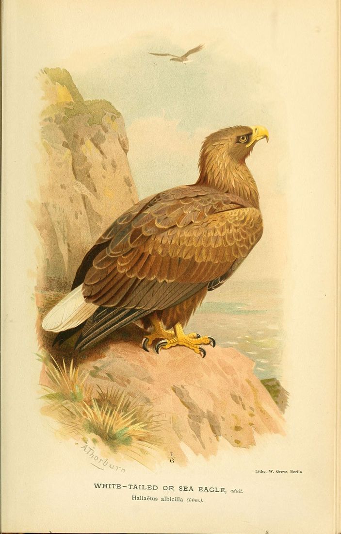 Historische Tafel Seeadler