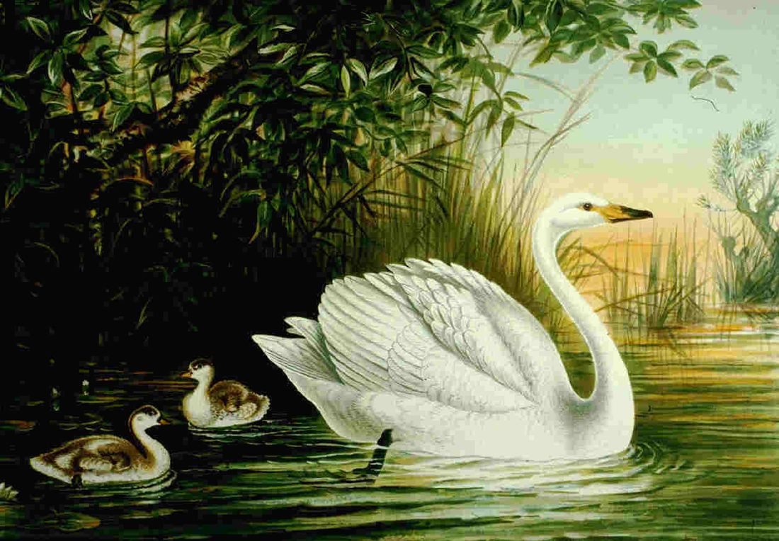 Historische Tafel Singschwan