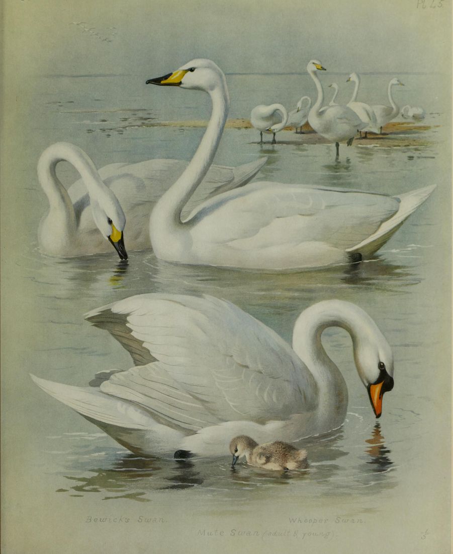 Historische Tafel Singschwan