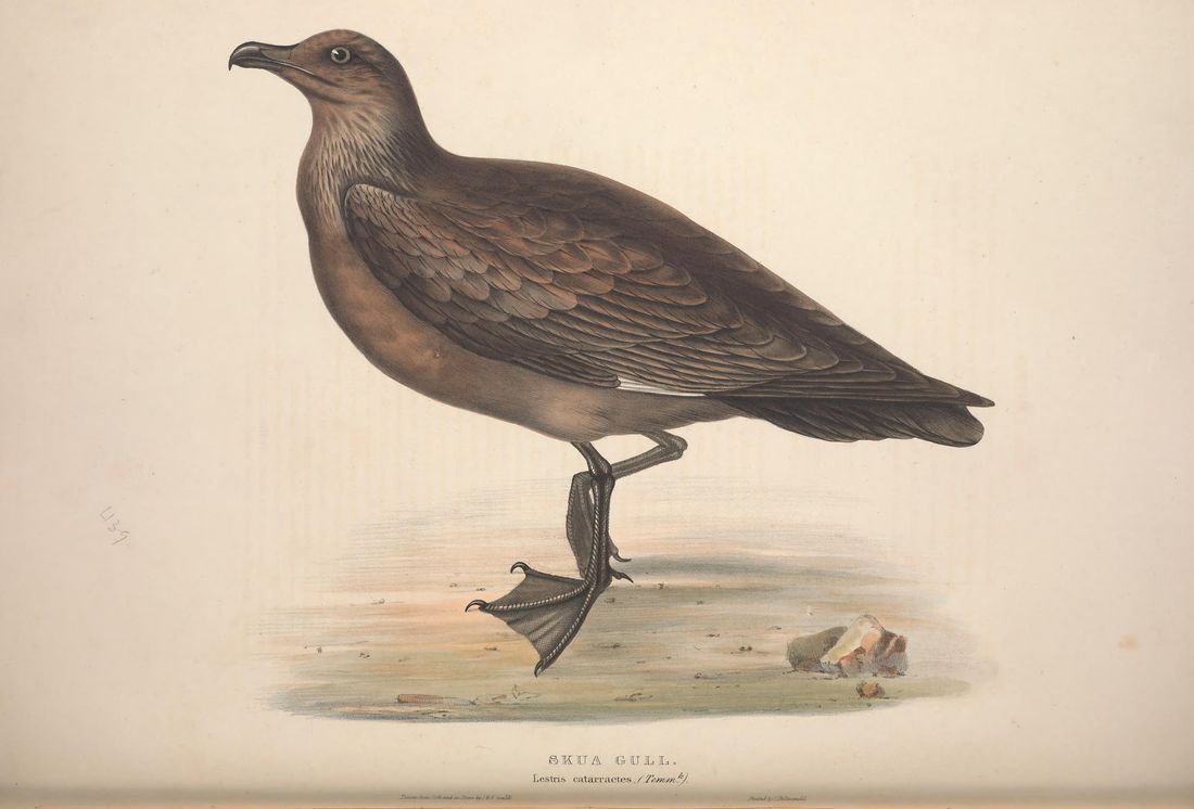Historische Tafel Skua