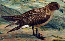 Historische Tafel Skua