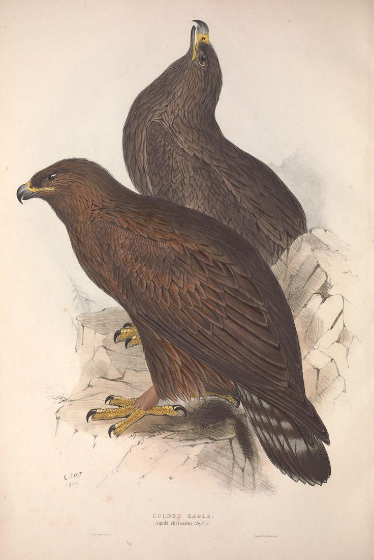 Historische Tafel Steinadler