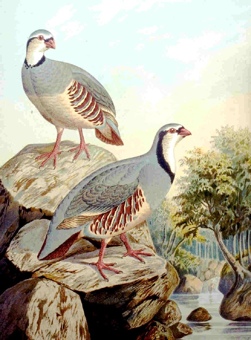Historische Tafel Steinhuhn