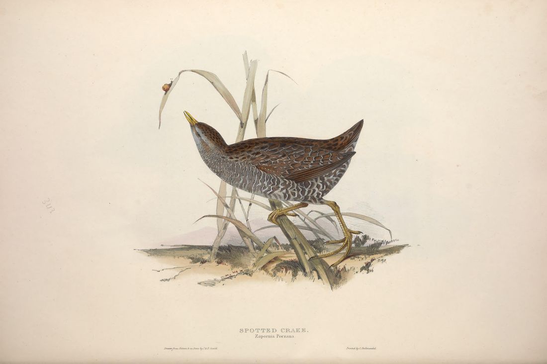 Historische Tafel Tüpfelsumpfhuhn