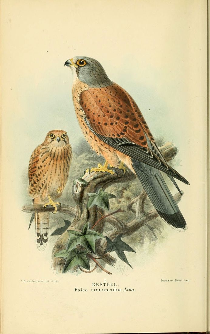 Historische Tafel Turmfalke