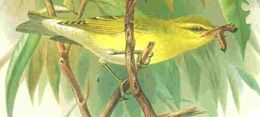 Historische Tafel Waldlaubsänger