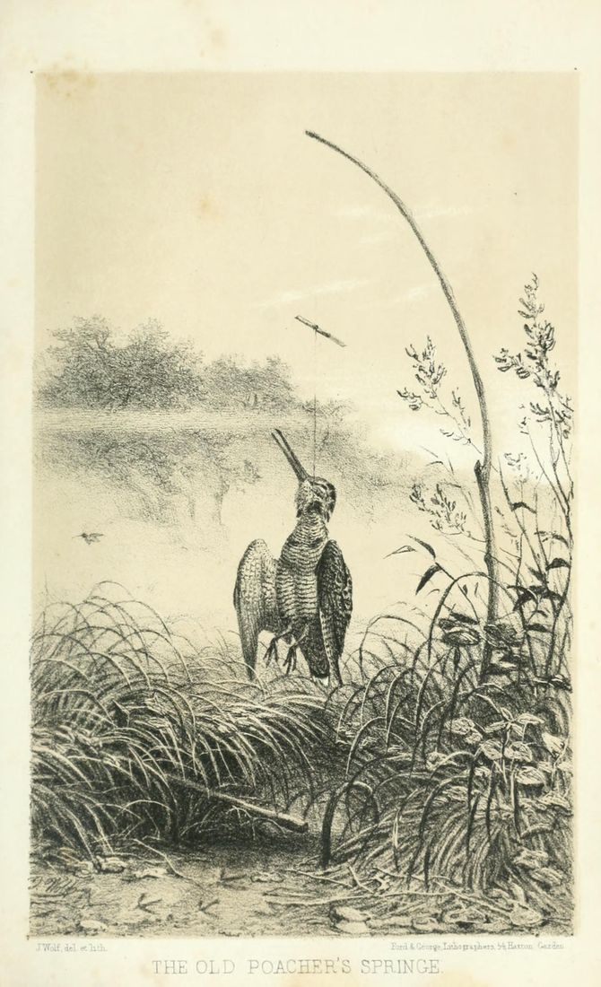 Historische Tafel Waldschnepfe