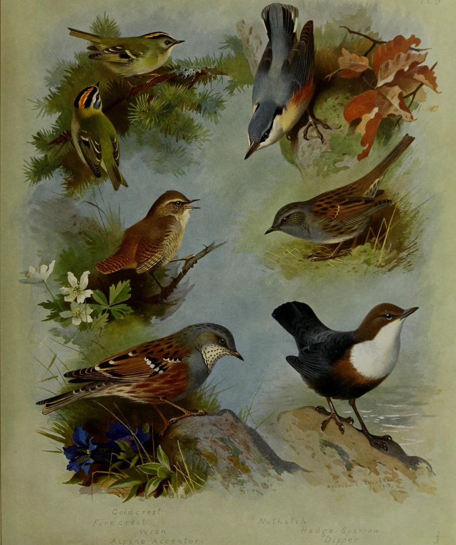 Historische Tafel Wasseramsel