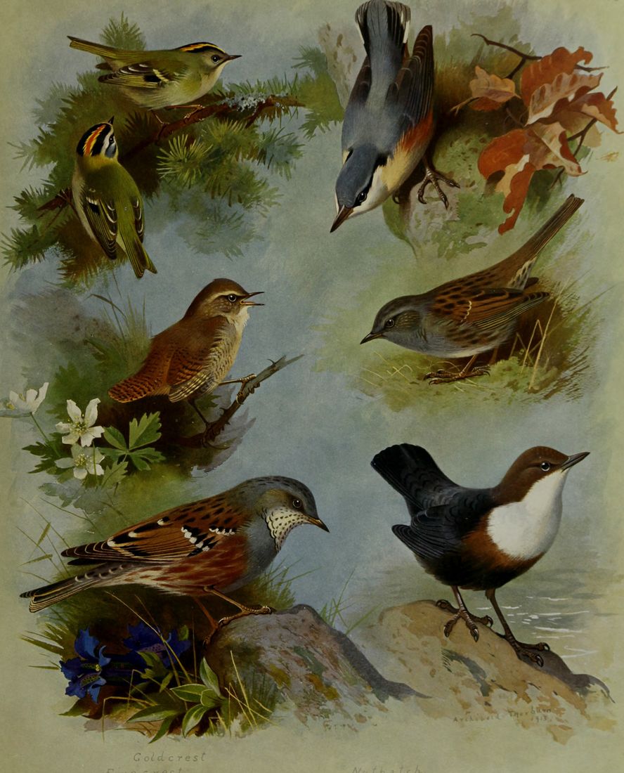 Historische Tafel Wasseramsel