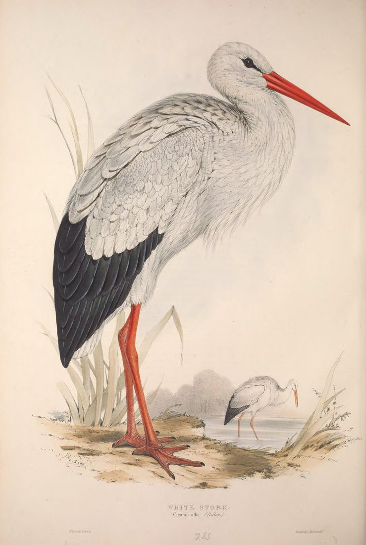 Historische Tafel Weißstorch