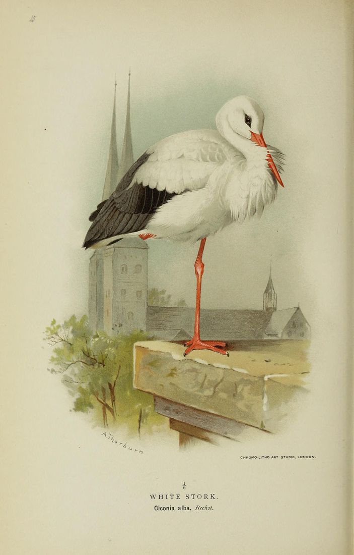 Historische Tafel Weißstorch
