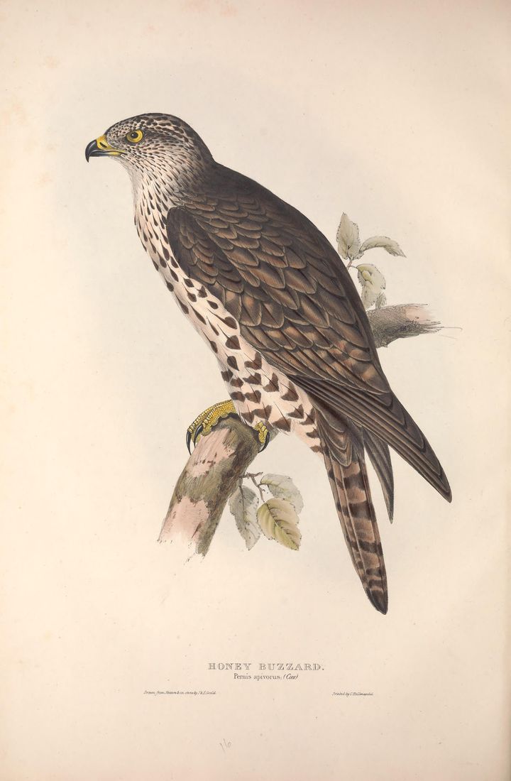 Historische Tafel Wespenbussard
