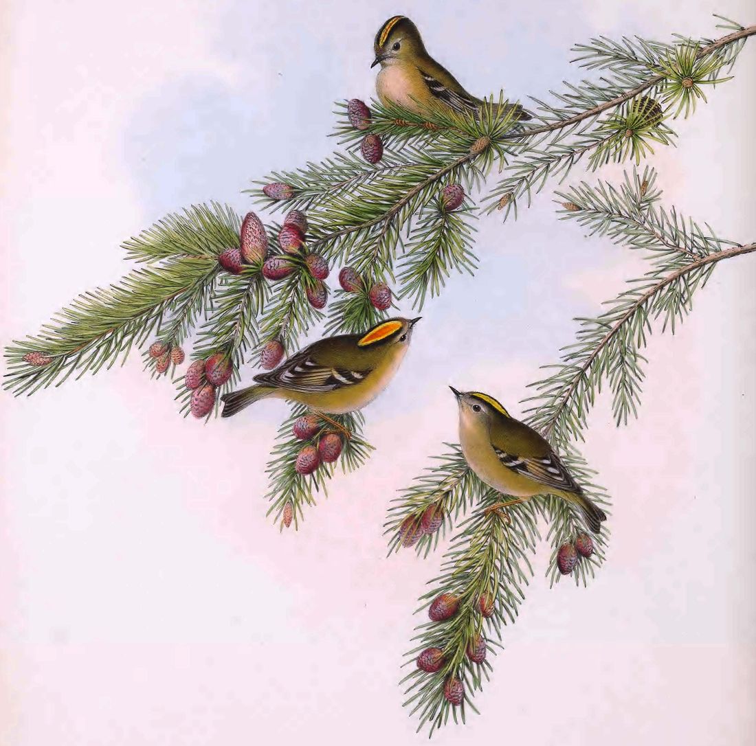 Historische Tafel Wintergoldhähnchen