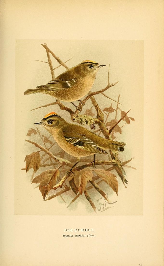 Historische Tafel Wintergoldhähnchen