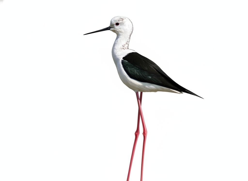 Illustration Stelzenläufer